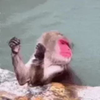 🌟 Monkey, стікер Telegram 7 з 120