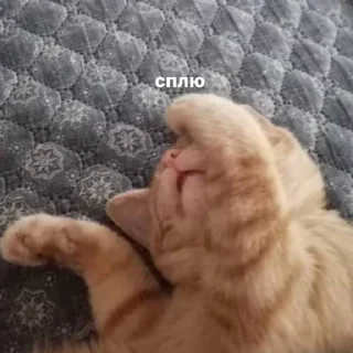 😤 котейка, sticker Telegram 12 sur 37
