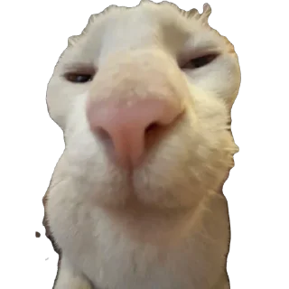 🫥 КОЩКИ, стикер Telegram 16 из 89