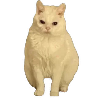 🫥 КОЩКИ, стикер Telegram 12 из 89