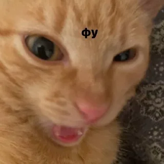 🌟 котейка, sticker Telegram 18 sur 37