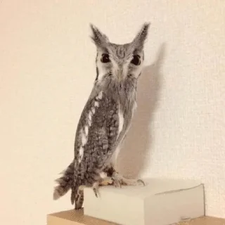 The Owl Society :: @Trudodaga