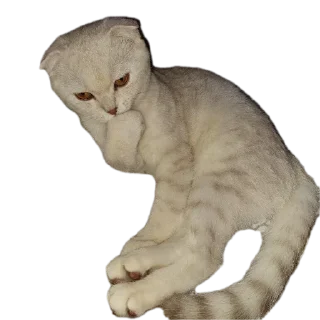 🐱 белый выкидыш, Telegram sticker 14 of 37