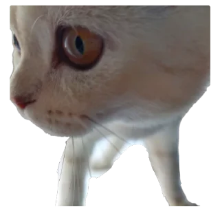 🐱 белый выкидыш, Telegram sticker 15 of 37