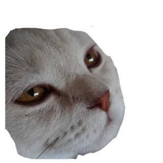 🐱 белый выкидыш, Telegram sticker 6 of 37