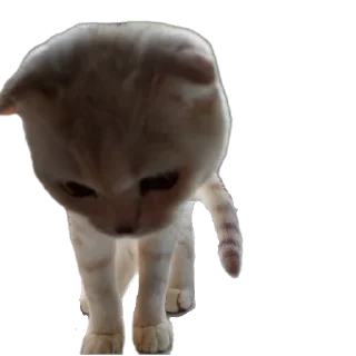🐱 белый выкидыш, Telegram sticker 24 of 37