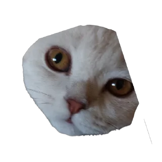 🐱 белый выкидыш, Telegram sticker 7 of 37