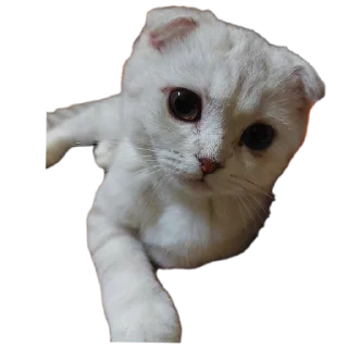 🐱 белый выкидыш, Telegram sticker 12 of 37