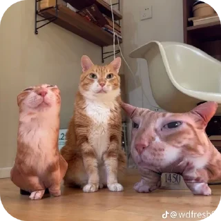 🐱 Приколы, sticker Telegram 10 sur 74