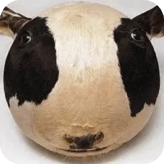🌟 stupid cow, стикер Telegram 5 из 70