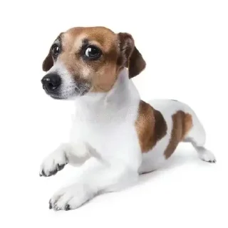 🌟 Пончик, Telegram sticker 14 of 85