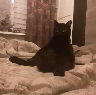кот василий