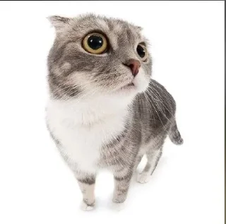 🌟 Пончик, Telegram sticker 6 of 114