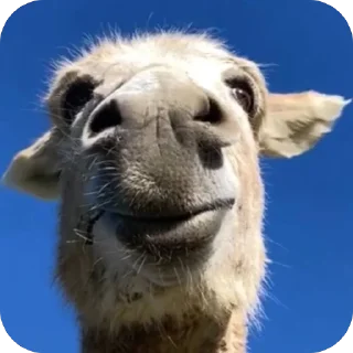 🫥 для важных переговоров, стікер Telegram 8 з 108
