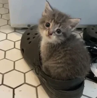 🥺 meoww, стикер Telegram 24 из 92