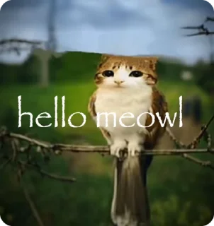 🌟 meowl's pack, стікер Telegram 19 з 26