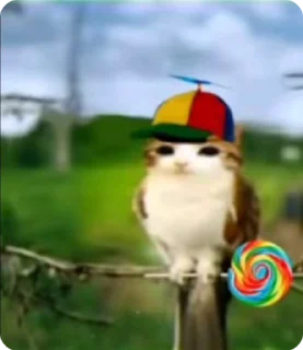 🌟 meowl's pack, стікер Telegram 8 з 26