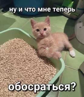 🌟 crunchycat, стікер Telegram 8 з 17