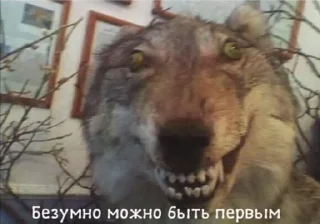 🥒 СИсЬКа, стикер Telegram 21 из 105