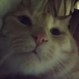 😸 Муся, Telegram sticker 11 of 11