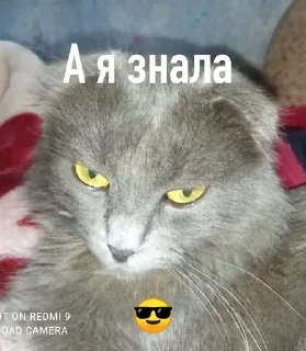 😒 Муся, Telegram sticker 5 of 38