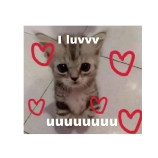 💕 gatos, стикер Telegram 5 из 51