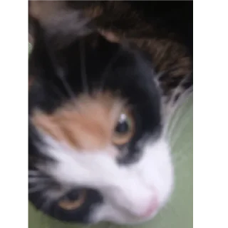 😼 Алиса, sticker Telegram 9 sur 23