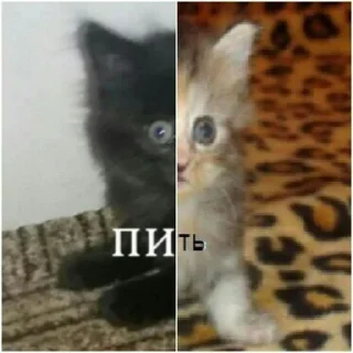 🌟 тямти лямти, стікер Telegram 13 з 119