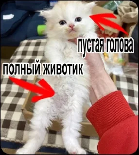 🌟 тямти лямти, стікер Telegram 20 з 119