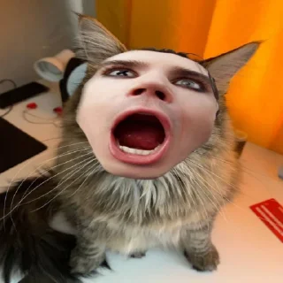 🐈 $eXy RAVE K0ше4ka 🐈 (by @grgvr), sticker Telegram 15 sur 18
