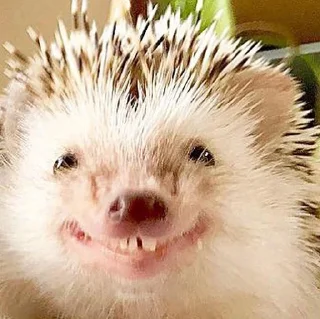 🦔 hedgehogs in every day, Telegram sticker 6 of 15