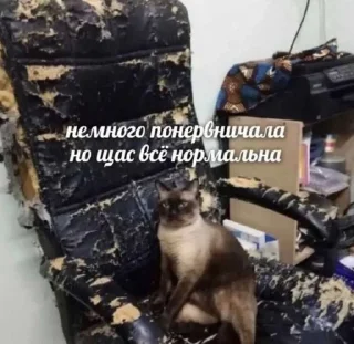 Кошкамемы