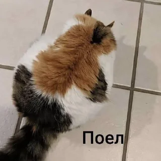 🐱 my prec13ous 👺 @iamgedyku, стикер Telegram 21 из 78