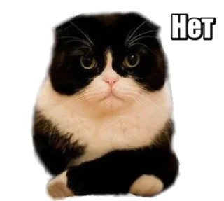 😽 @TVstickers Forty cats, стікер Telegram 12 з 21