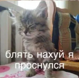 🌟 жизненные стикеры:3, стикер Telegram 6 из 56