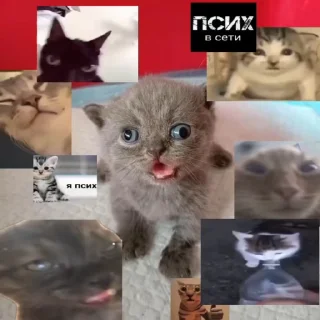 🌟 дрожжи, стікер Telegram 24 з 48