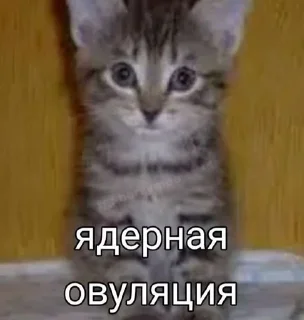 🌟 жизненные стикеры:3, стикер Telegram 22 из 56