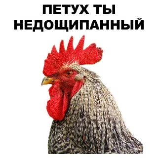 🖕 @TVstickers Birds, Telegram sticker 24 of 44