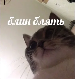 🌟 Мой муд, sticker Telegram 19 sur 40