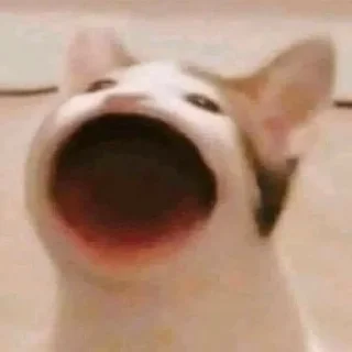 😨 котики, sticker Telegram 9 sur 24
