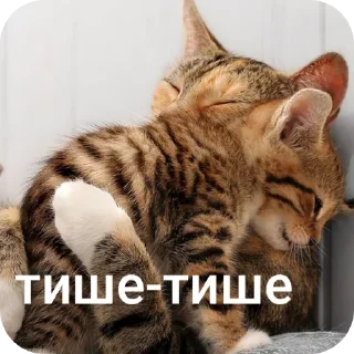 🫂 котики, стікер Telegram 9 з 55
