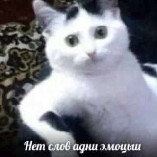 🙂 Коты, как смысл жизни, стікер Telegram 14 з 50