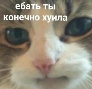 😒 Коты, как смысл жизни, стікер Telegram 16 з 50