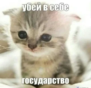 🥺 Коты, как смысл жизни, стікер Telegram 20 з 50