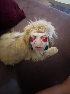 Мимимими