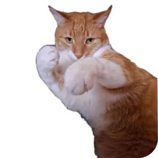 😠 Тишка, стикер Telegram 15 из 18