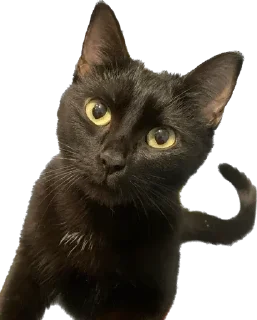 🤔 лютик жопа попа, Telegram sticker 11 of 69