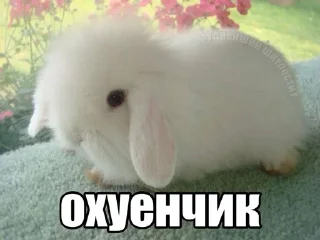 🐇 Ээээ бля, Telegram sticker 17 of 75