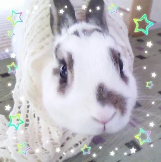 🌟 Кроли💕💋, стикер Telegram 20 из 61