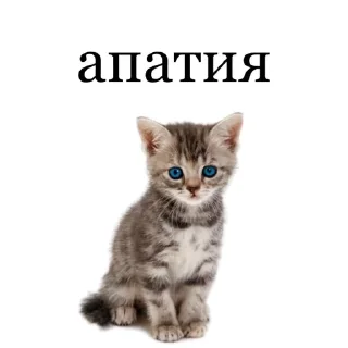 😀 Kotiki, стікер Telegram 23 з 68